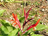 Canna Indica (fam Cannacees) (Am. tropicale) (2) (Photo F. Mrugala)